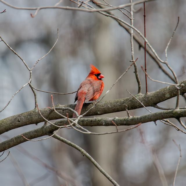 Northern Cardinal