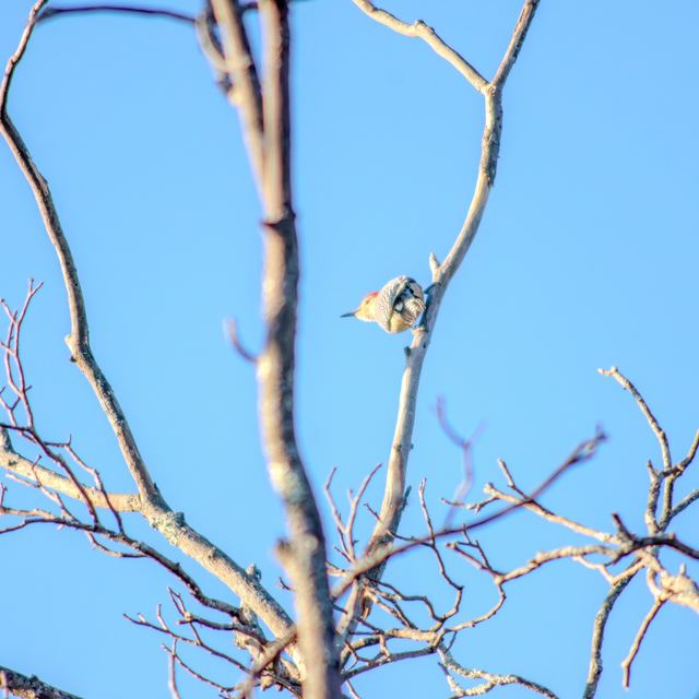 Red-bellied Woodpecker