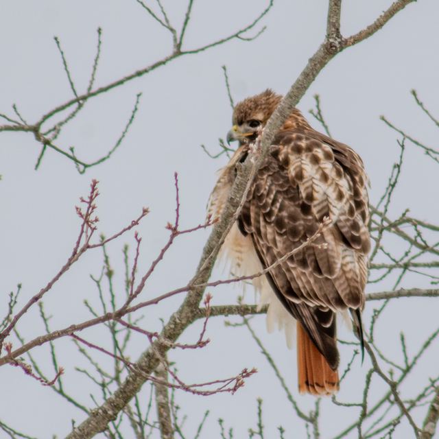 Red-tailed Hawk