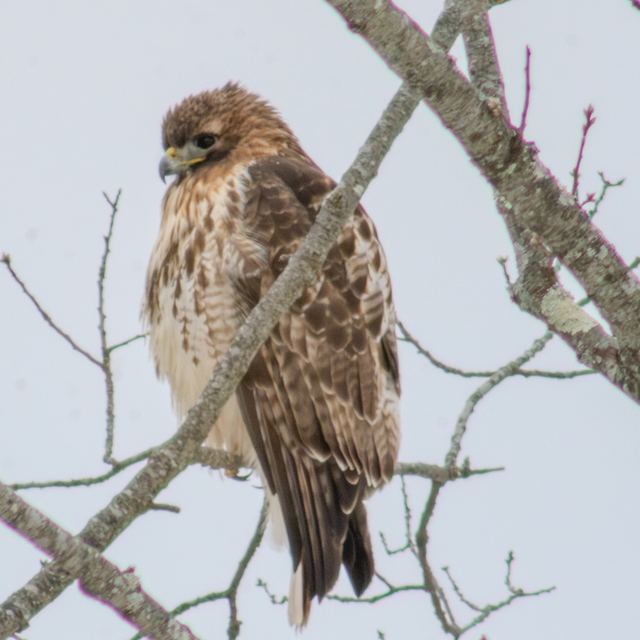 Red-tailed Hawk