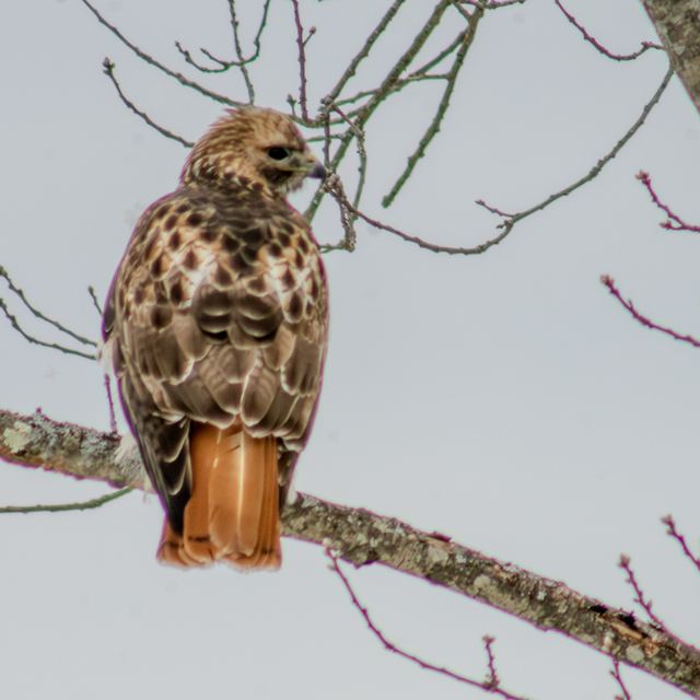 Red-tailed Hawk