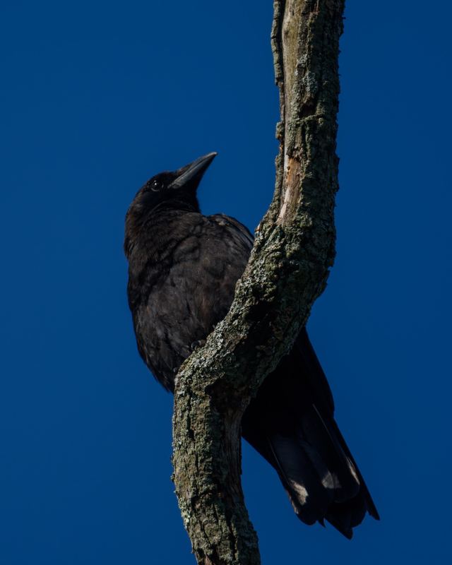 American Crow