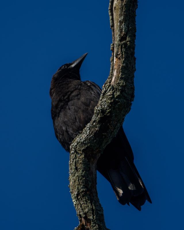 American Crow