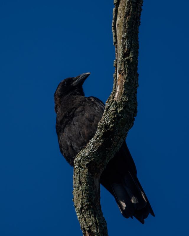 American Crow