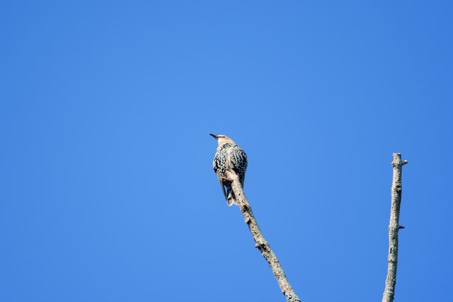 European Starling