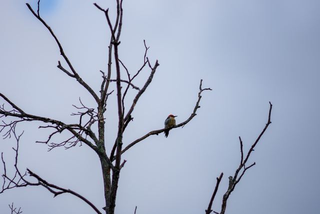 Red-bellied Woodpecker