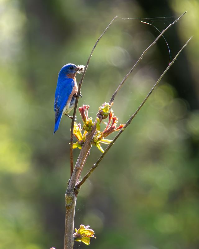 Eastern Bluebird