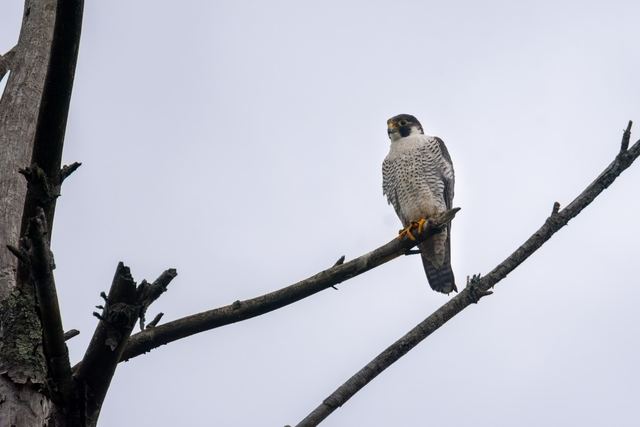 Peregrine Falcon