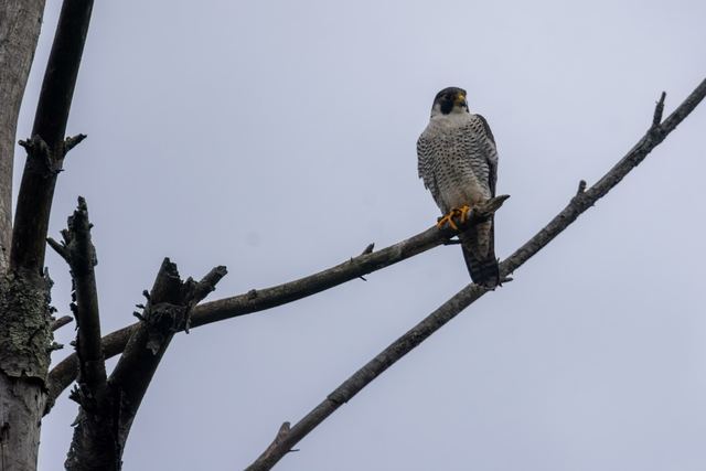 Peregrine Falcon