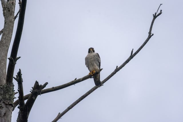 Peregrine Falcon