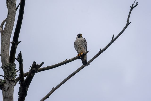 Peregrine Falcon