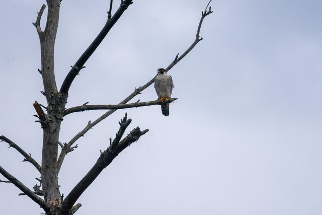Peregrine Falcon