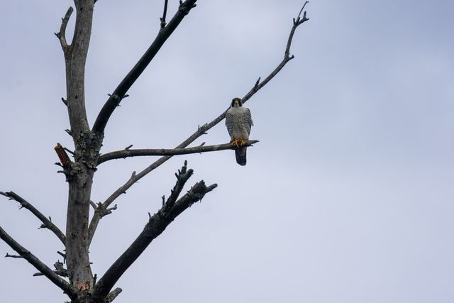 Peregrine Falcon