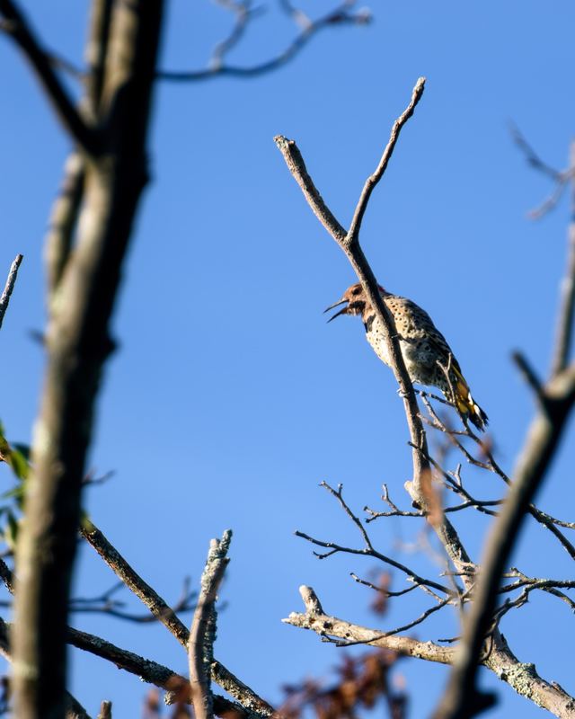 Northern Flicker