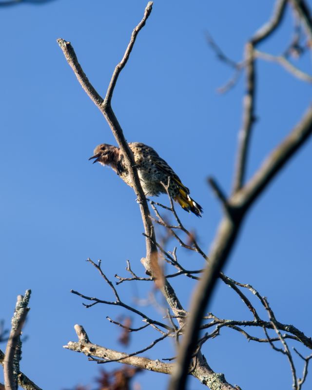 Northern Flicker