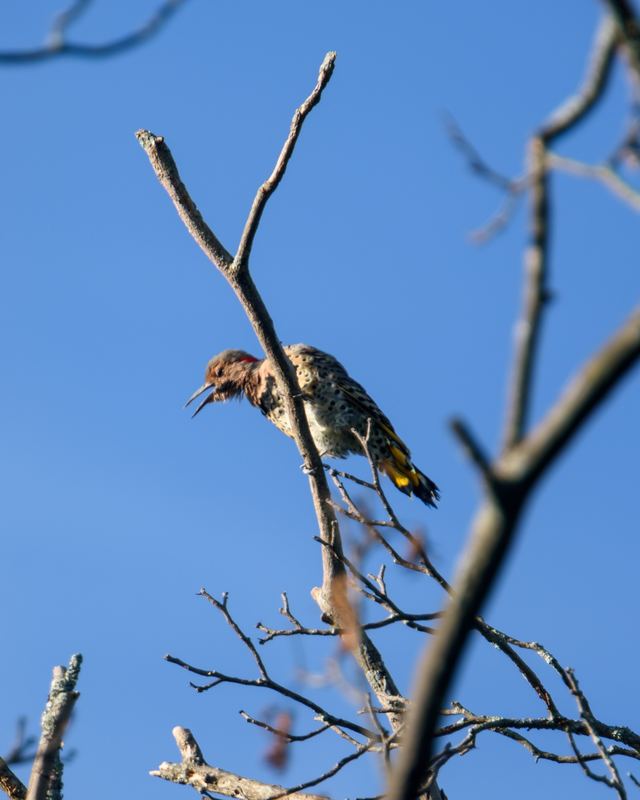 Northern Flicker