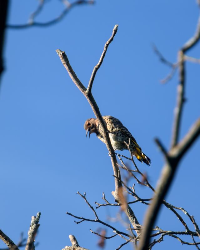 Northern Flicker