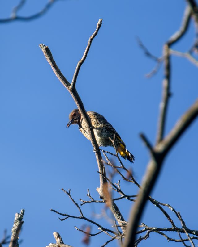 Northern Flicker