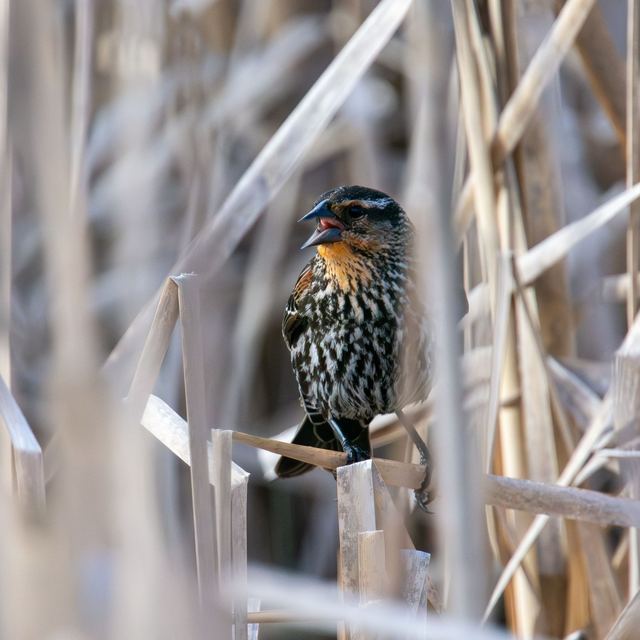 Red-winged Blackbird