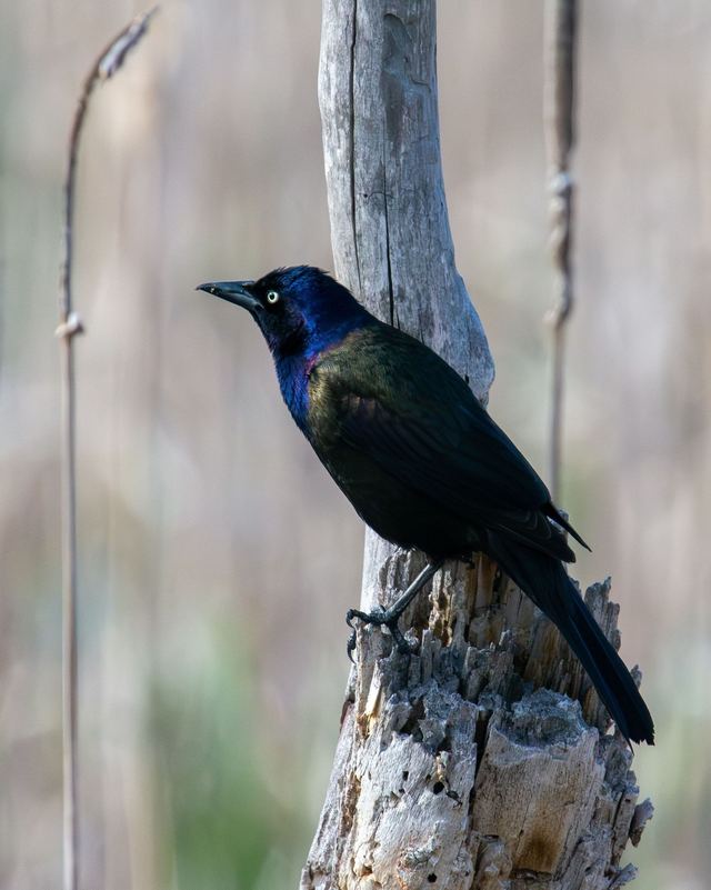 Common Grackle