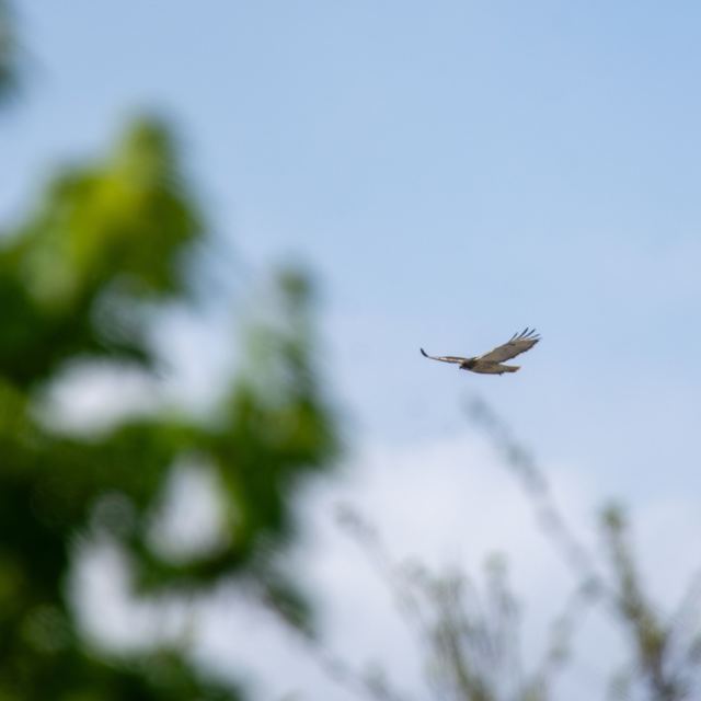 Red-tailed Hawk