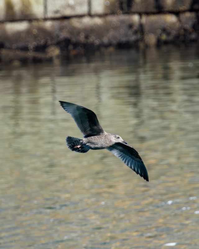 American Herring Gull