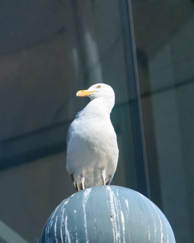 American Herring Gull