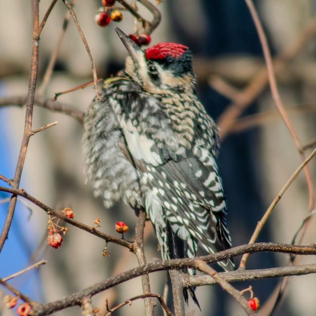 Yellow-bellied Sapsucker