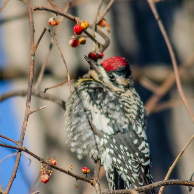 Yellow-bellied Sapsucker