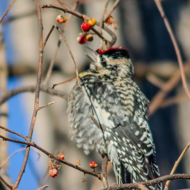 Yellow-bellied Sapsucker