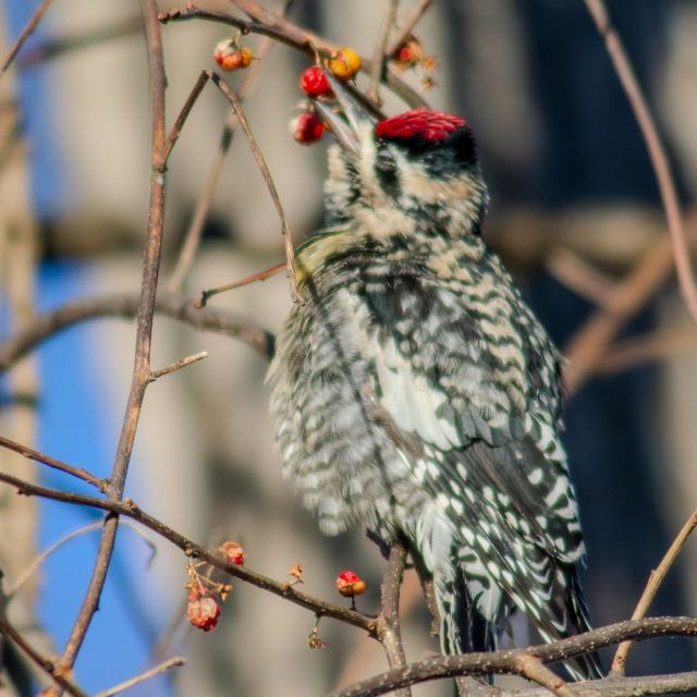 Yellow-bellied Sapsucker