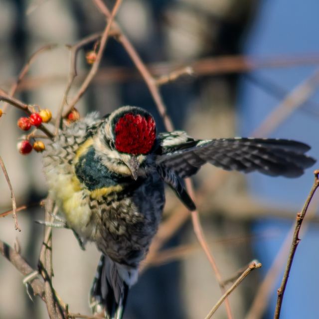 Yellow-bellied Sapsucker