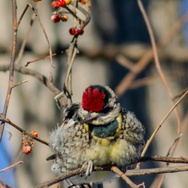 Yellow-bellied Sapsucker