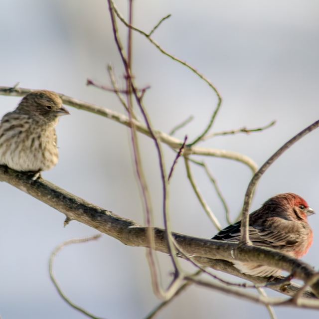 House Finch