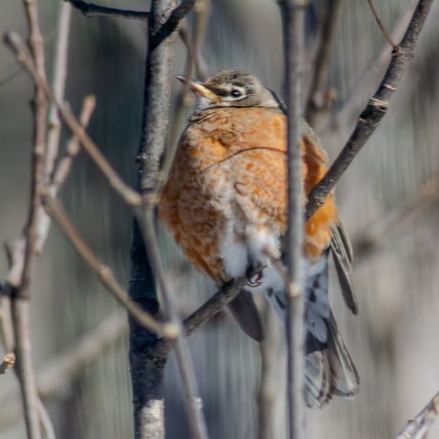 American Robin