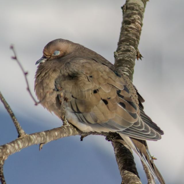 Mourning Dove