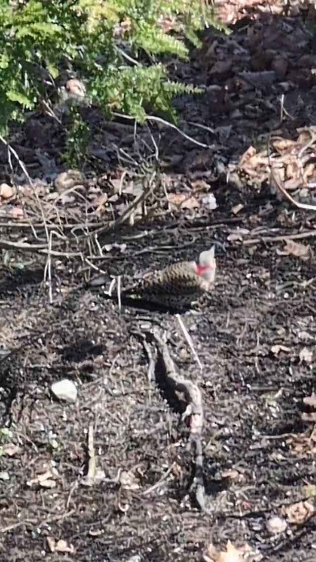 Northern Flicker