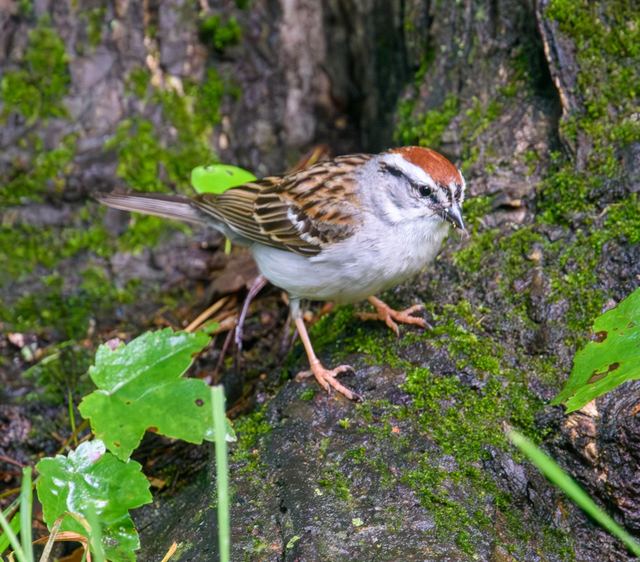 Chipping Sparrow