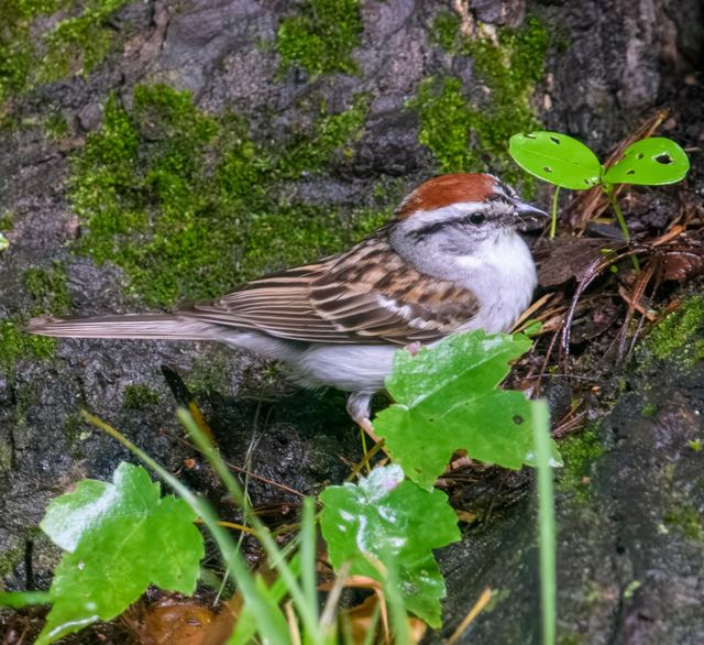 Chipping Sparrow