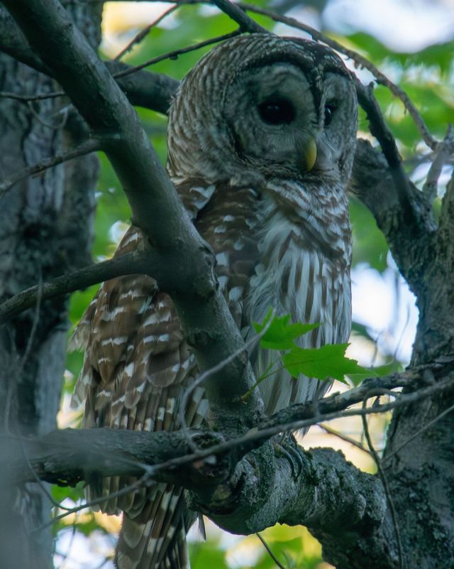 Barred Owl