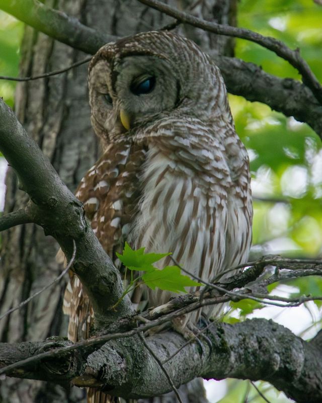 Barred Owl
