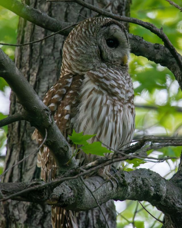 Barred Owl