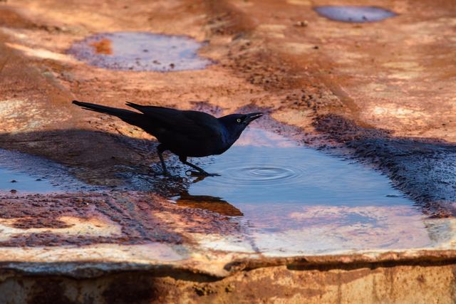 Common Grackle