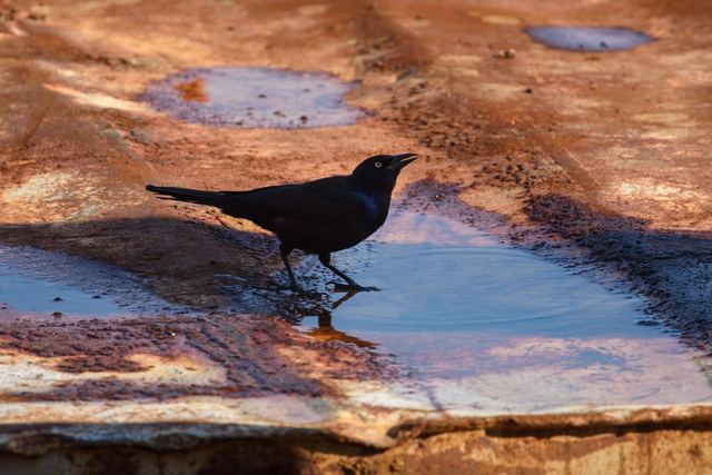 Common Grackle