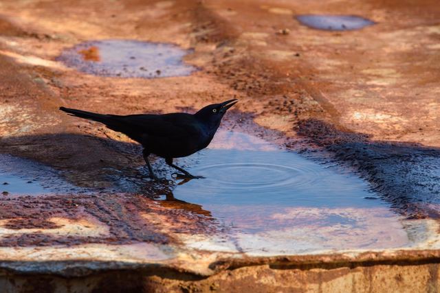 Common Grackle