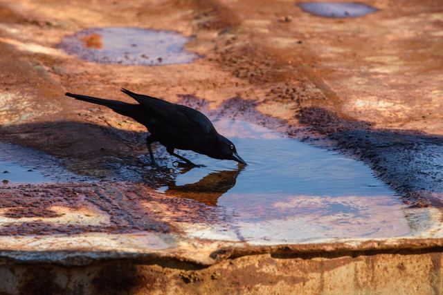 Common Grackle