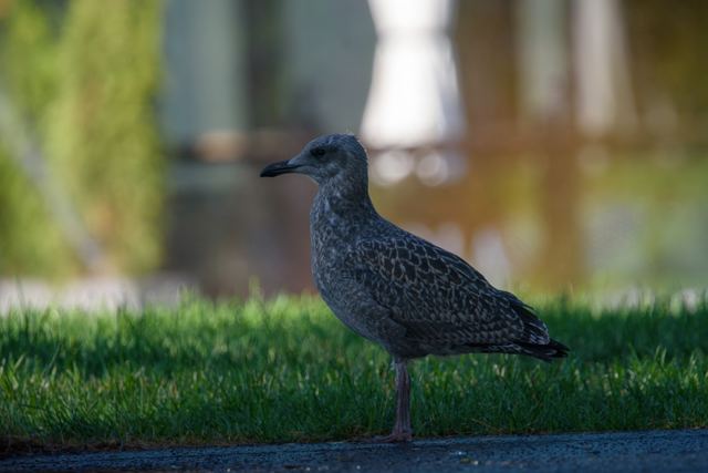 American Herring Gull
