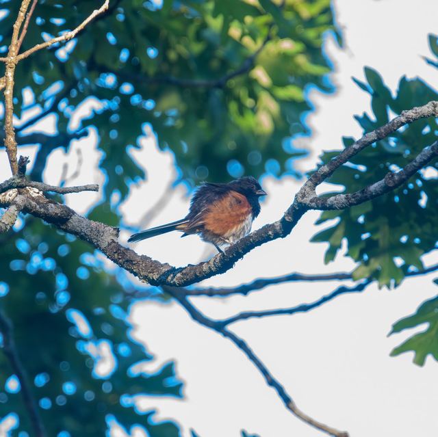 Eastern Towhee