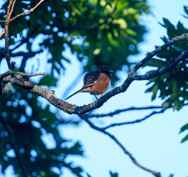 Eastern Towhee