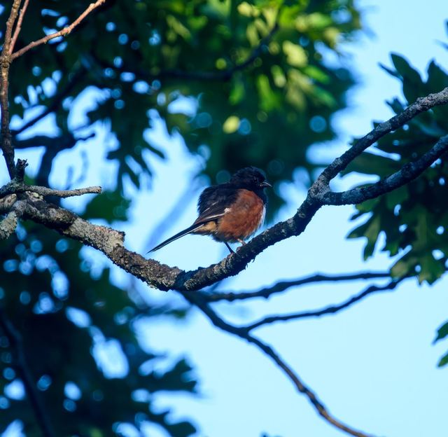 Eastern Towhee